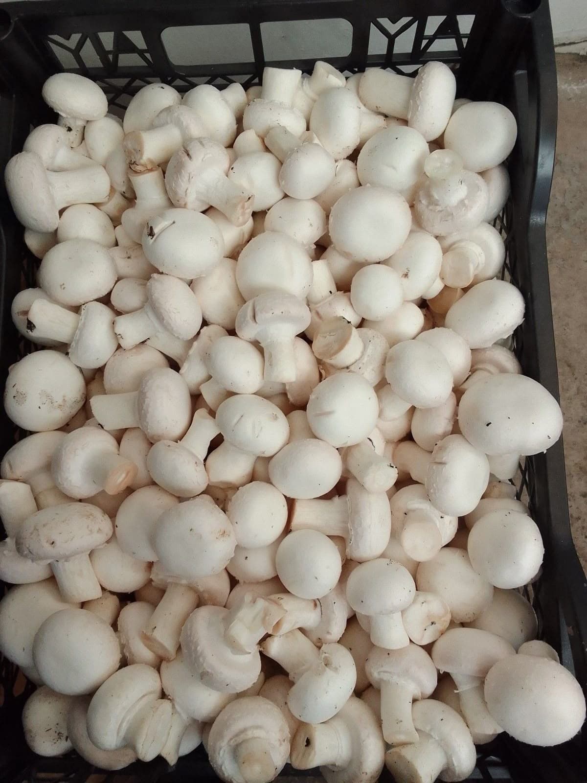 Champiñón Blanco