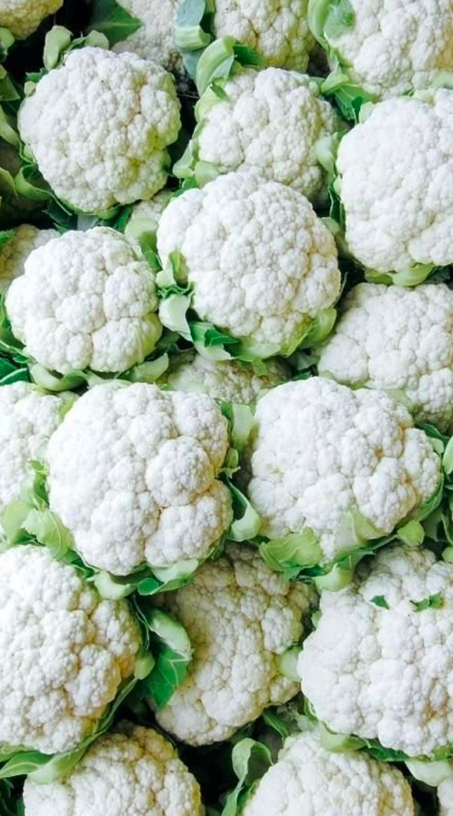 Coliflor