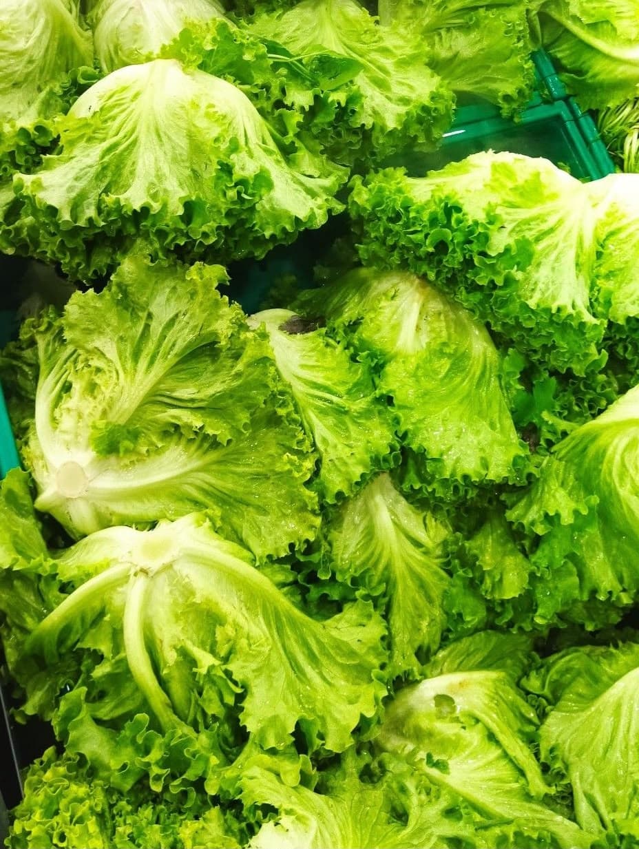 Lechuga Crespa